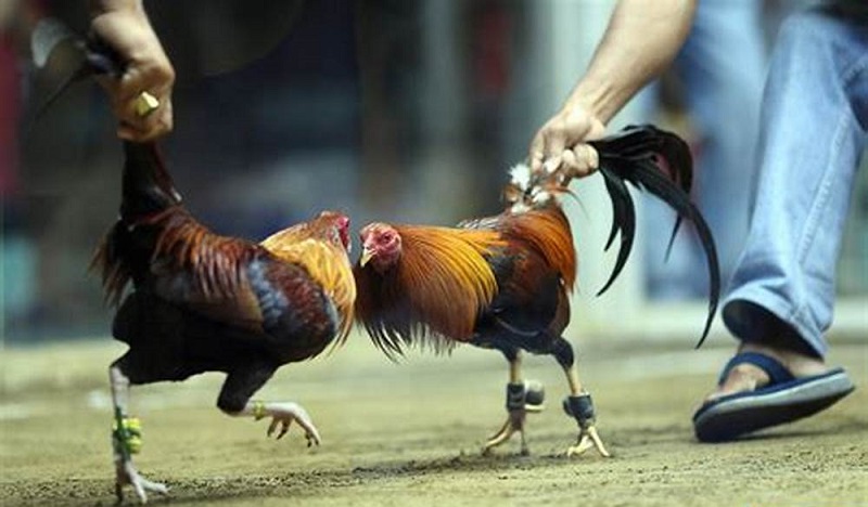 daga4k-com-xem-da-ga-campuchia-song-dong-cam-xuc-that