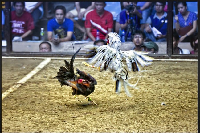 ga-da-va-tam-ly-nguoi-choi-tai-sao-ban-luon-dan-mat-vao-tran-dau